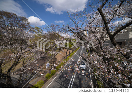 練馬區光丘公園附近的染井吉野櫻花已盛開70%。 練馬區光丘公園附近的染井吉野櫻花已盛開70%。 138944533