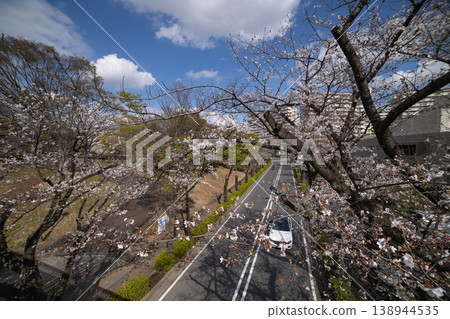 練馬區光丘公園附近的染井吉野櫻花已盛開70%。 練馬區光丘公園附近的染井吉野櫻花已盛開70%。 138944535
