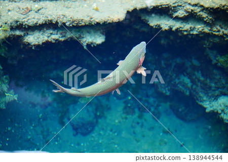 忍野八海清澈見底的海水中,魚兒游弋。 忍野八海清澈見底的海水中,魚兒游弋。 138944544