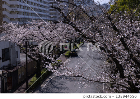 練馬區光丘公園附近的染井吉野櫻花已盛開70%。 練馬區光丘公園附近的染井吉野櫻花已盛開70%。 138944556