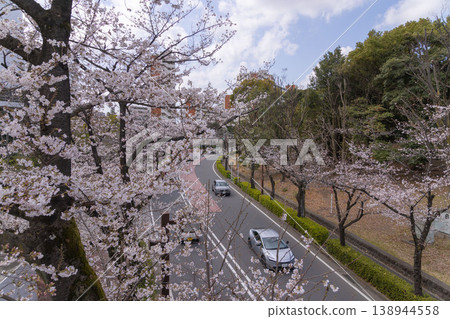 Somei Yoshino cherry blossoms in 70% bloom around Hikarigaoka Park in Nerima Ward Somei Yoshino cherry blossoms in 70% bloom around Hikarigaoka Park in Nerima Ward 138944558