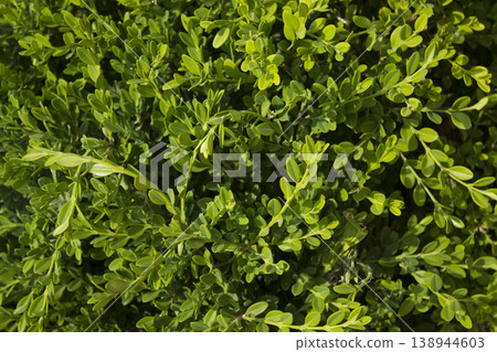 This is a close-up of a poplar leaf. This is a close-up of a poplar leaf. 138944603