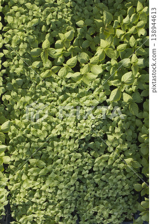 Perilla seedlings grown by sowing seeds in rural areas. Perilla seedlings grown by sowing seeds in rural areas. 138944613