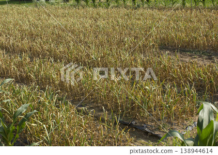 This is a landscape of garlic fields. This is a landscape of garlic fields. 138944614