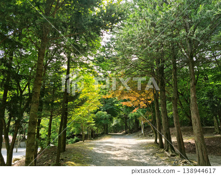 It is a forest road lined with trees. 138944617