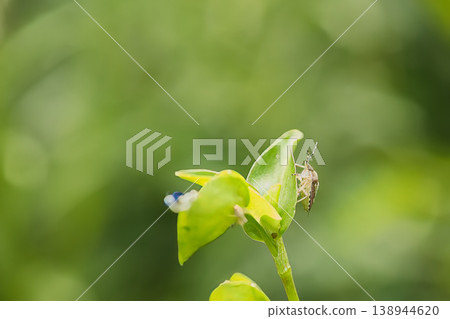 stink bug perched on a leaf stink bug perched on a leaf 138944620