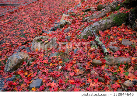 Scenic Maple Boardwalk at Bishamon do Temple Kyoto Nov 26 2025 Scenic Maple Boardwalk at Bishamon do Temple Kyoto Nov 26 2025 138944646