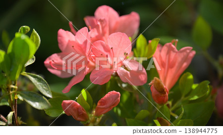 Azalea flowers blooming in the spring garden Azalea flowers blooming in the spring garden 138944775