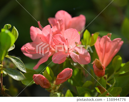 Azalea flowers blooming in the spring garden Azalea flowers blooming in the spring garden 138944776