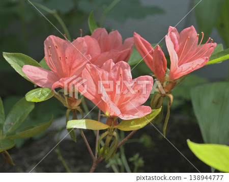 春日花園裡盛開的杜鵑花 春日花園裡盛開的杜鵑花 138944777