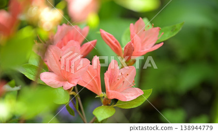 春日花園裡盛開的杜鵑花 138944779