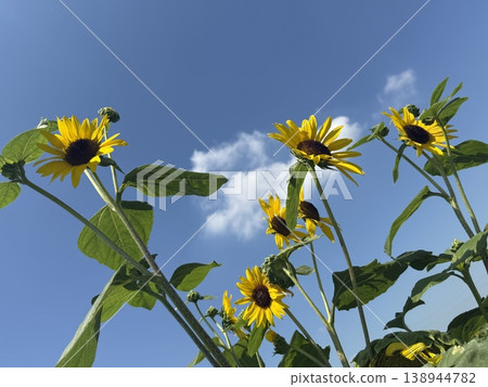 Sunflowers blooming towards the blue sky: A summer scene to look up at - Sunflower field in Menuma, Kumagaya City Sunflowers blooming towards the blue sky: A summer scene to look up at - Sunflower field in Menuma, Kumagaya City 138944782