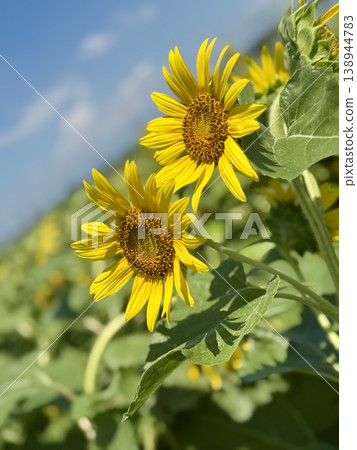 Sunflowers huddled together: A close-up of summer flowers in a sunflower field in Menuma, Kumagaya City. Sunflowers huddled together: A close-up of summer flowers in a sunflower field in Menuma, Kumagaya City. 138944783