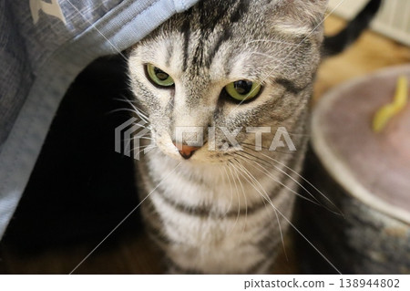 A close-up portrait of a tabby cat with striking large eyes. 138944802