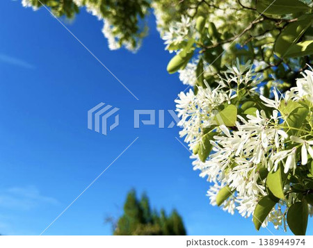 Flowers of the fringe tree bathed in sunlight and the blue sky Flowers of the fringe tree bathed in sunlight and the blue sky 138944974