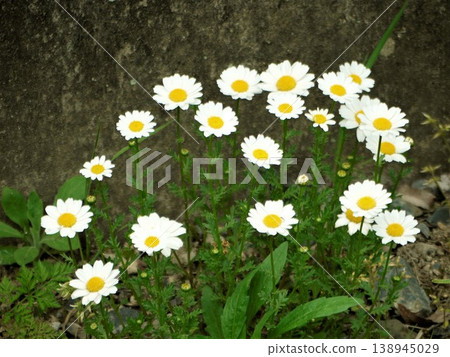 北極白花 138945029