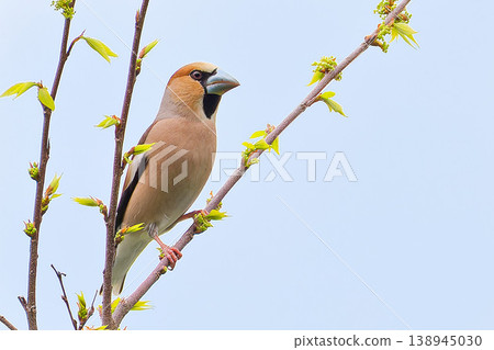 A male hawfinch perched on a branch. 138945030