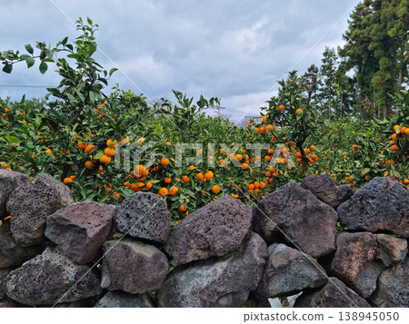 Basalt wall and tangerine trees in Jeju Island. 138945050