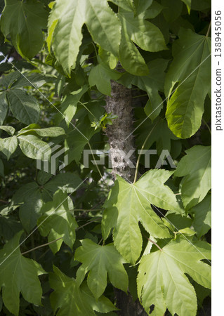 close up Kalopanax septemlobus branch with prickle. close up Kalopanax septemlobus branch with prickle. 138945056