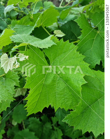 Grape leaves on nature background Grape leaves on nature background 138945067