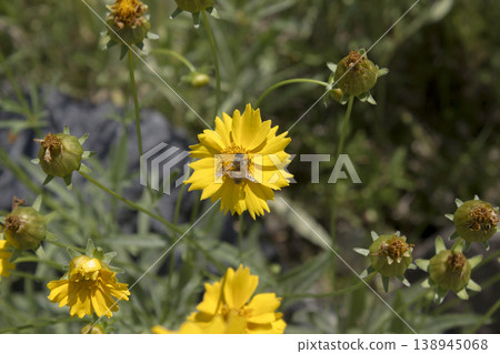 Golden-Wave flower on nature background Golden-Wave flower on nature background 138945068
