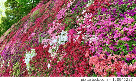 A wall of colorful Kirishima azaleas in full bloom at the All Toyota Workers' Union's "Gathering Hill" in Toyota City, Aichi Prefecture. A wall of colorful Kirishima azaleas in full bloom at the All Toyota Workers' Union's "Gathering Hill" in Toyota City, Aichi Prefecture. 138945257