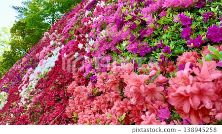 A wall of colorful Kirishima azaleas in full bloom at the All Toyota Workers' Union's "Gathering Hill" in Toyota City, Aichi Prefecture. A wall of colorful Kirishima azaleas in full bloom at the All Toyota Workers' Union's "Gathering Hill" in Toyota City, Aichi Prefecture. 138945258