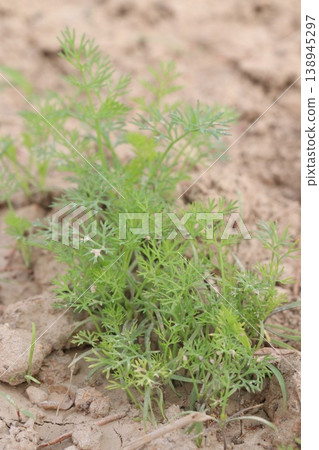 Ajwain carom seeds plant on farm for harvest Ajwain carom seeds plant on farm for harvest 138945297