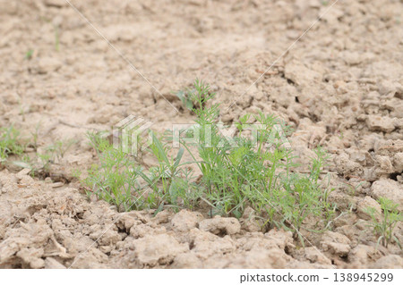 Ajwain carom seeds plant on farm for harvest Ajwain carom seeds plant on farm for harvest 138945299