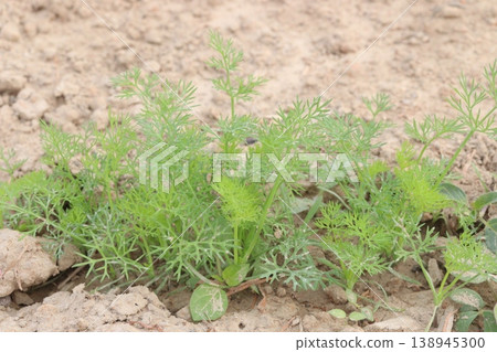 Ajwain carom seeds plant on farm for harvest 138945300