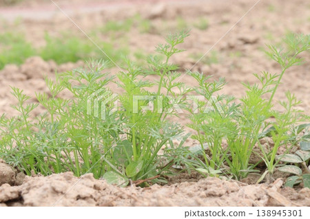 Ajwain carom seeds plant on farm for harvest Ajwain carom seeds plant on farm for harvest 138945301