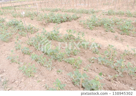 Ajwain carom seeds plant on farm for harvest Ajwain carom seeds plant on farm for harvest 138945302