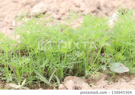 Ajwain carom seeds plant on farm for harvest Ajwain carom seeds plant on farm for harvest 138945304