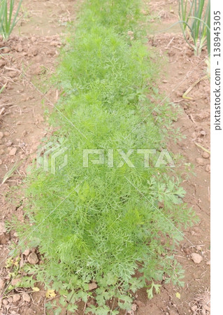 Ajwain carom seeds plant on farm for harvest Ajwain carom seeds plant on farm for harvest 138945305