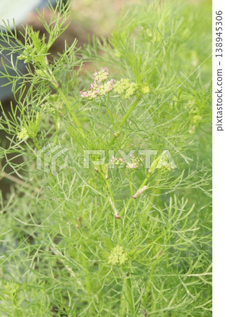 Ajwain carom seeds plant on farm for harvest Ajwain carom seeds plant on farm for harvest 138945306