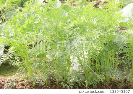 Ajwain carom seeds plant on farm for harvest Ajwain carom seeds plant on farm for harvest 138945307