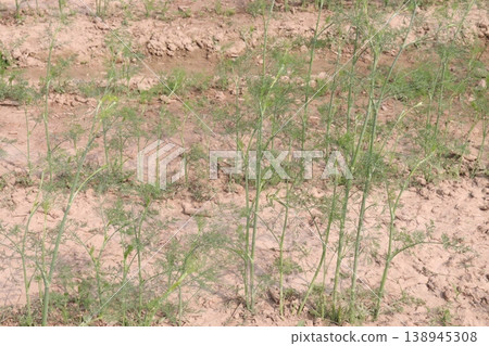 Ajwain carom seeds plant on farm for harvest Ajwain carom seeds plant on farm for harvest 138945308