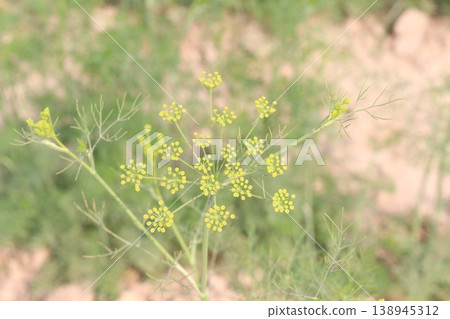 Ajwain carom seeds plant on farm for harvest Ajwain carom seeds plant on farm for harvest 138945312