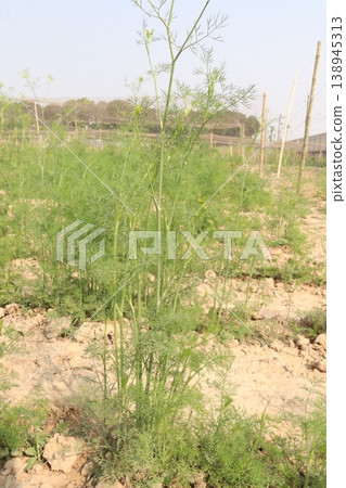 Ajwain carom seeds plant on farm for harvest 138945313
