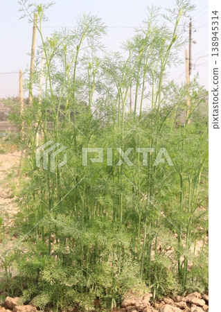 Ajwain carom seeds plant on farm for harvest Ajwain carom seeds plant on farm for harvest 138945314