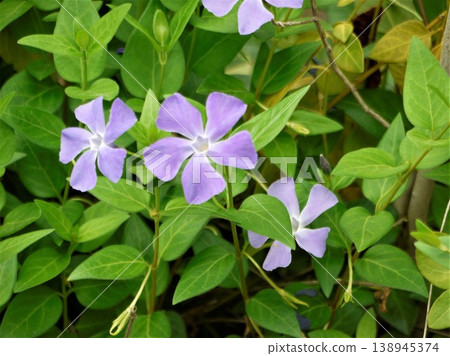 The pale purple flowers of the periwinkle. 138945374