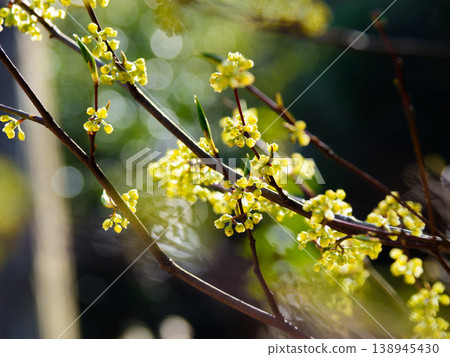 樟科植物 Lindera obtusiloba 的花朵 138945430