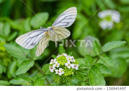 一隻菜粉蝶飛向一朵白花。 一隻菜粉蝶飛向一朵白花。 138945497