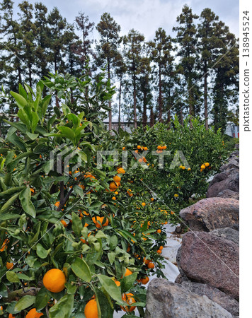 A fence made of tangerine trees and basalt. 138945524