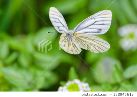 一隻黑脈白蝶翩翩飛舞 138945612