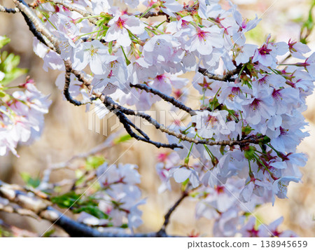 Cherry blossoms 138945659