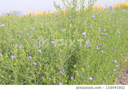 linum usitatissimum, brown flax plant on farm 138945802