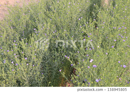 linum usitatissimum, brown flax plant on farm linum usitatissimum, brown flax plant on farm 138945805