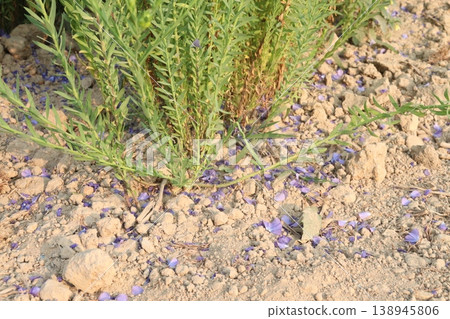 linum usitatissimum, brown flax plant on farm linum usitatissimum, brown flax plant on farm 138945806