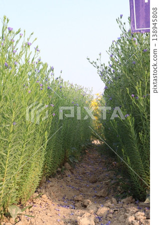 linum usitatissimum, brown flax plant on farm linum usitatissimum, brown flax plant on farm 138945808